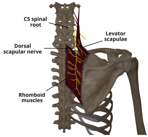 spina dorsale|Nervus dorsalis scapulae: Anatomie, Verlauf und。